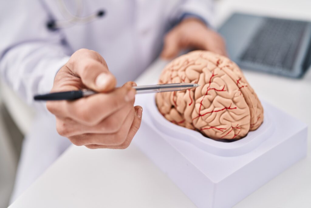 Lekarz wskazuje długopisem na anatomiczny model mózgu stojący na biurku w gabinecie medycznym.